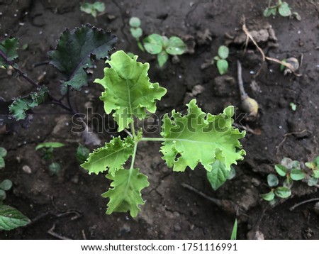 growing green cabbage in a summer garden