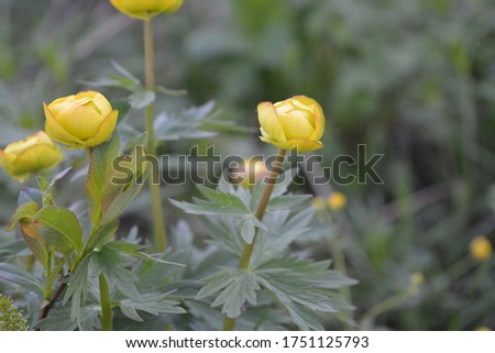 A small yellow flower in the forest