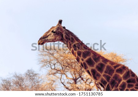 Wild african life. A large common South African giraffe on the summer blue sky. Namibia, Africa