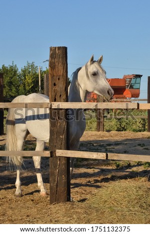 A white Arabian horse chews grass in the Golden hour against the background of a vintage grain harvester. 