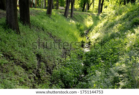 creek in terrain notch overgrown with spring meadow lush green color trees park