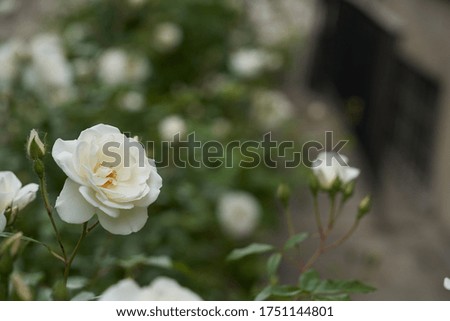 A white garden rose on the left of the picture with white roses in the background