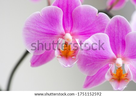 Pink orchid on gray background, Orchidaceae