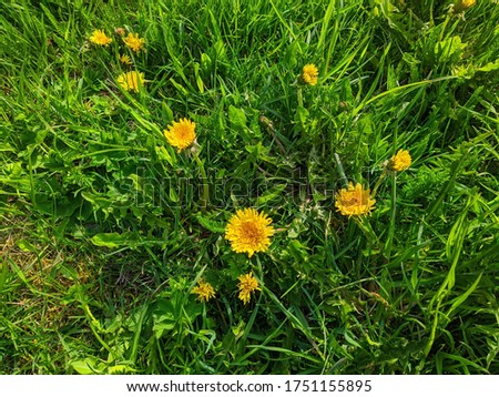 yellow dandelions in the midst of spring in the daytime on a background of green grass