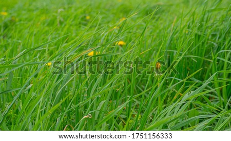 green grass with yellow dandelions, selective focus, natural background 