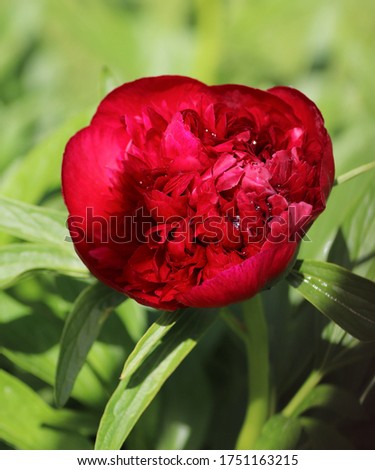 Big blooming red peony flowers in spring