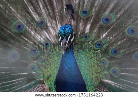 Peacock feathers are so beautiful