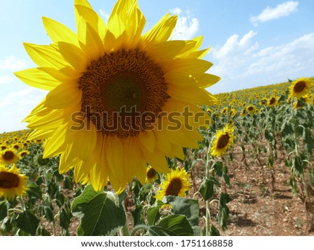 Close Up Sunflower in a Field in Provence France