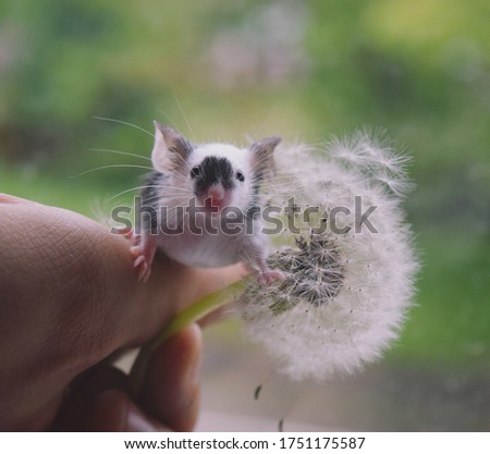little mouse with dandelion on a green background
