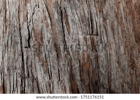 Tree wood bark close up background picture.