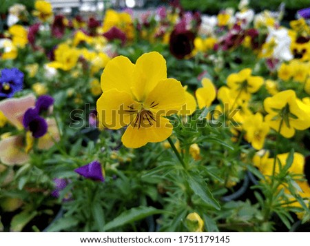 pansy flower closeup soft focus blurred background