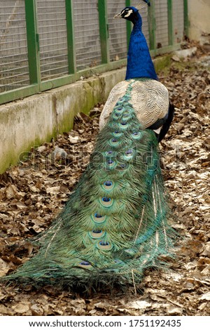 colorful peacock in an enclosure, blue neck and beautiful feathers