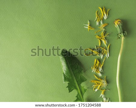 Yellow dandelion on a green paper background, close up. A shadow falls from a flower.