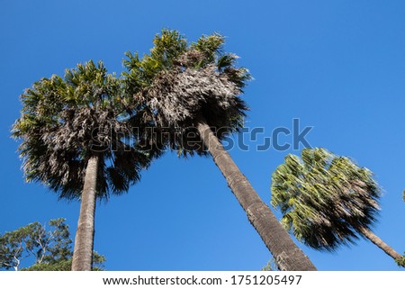 Cabbage Tree Palms and blue sky Royalty-Free Stock Photo #1751205497