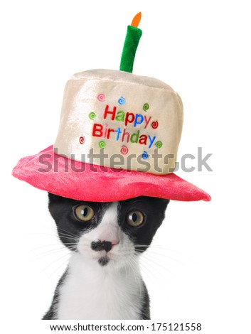 Kitten wearing a Happy Birthday hat. 