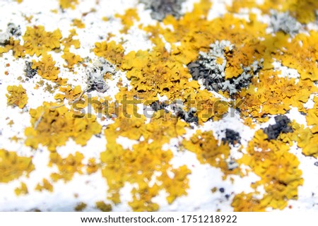 yellow lichen on a white stone