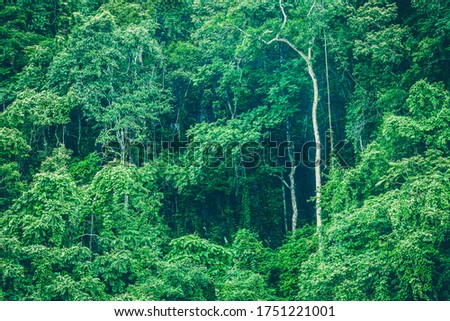 plant and tree in Khao Yai National Park, Thailand