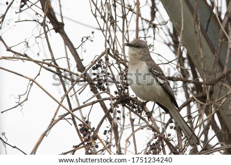The northern mockingbird (Mimus polyglottos)