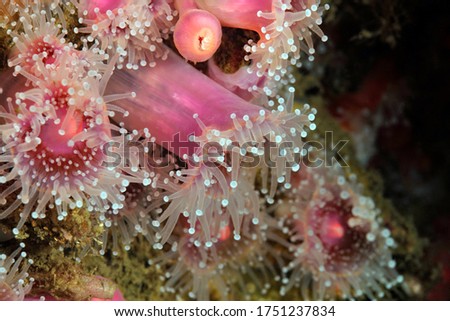 Corynactis californica, Club tipped anemones