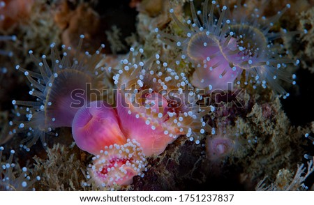 Corynactis californica, Club tipped anemones