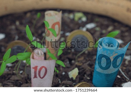 Brazilian money buried in a vase with seedlings.