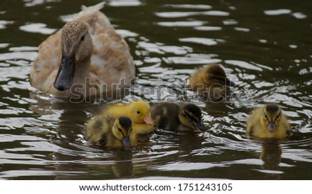 Mother duck taking her ducklings for their first swimming lesson.