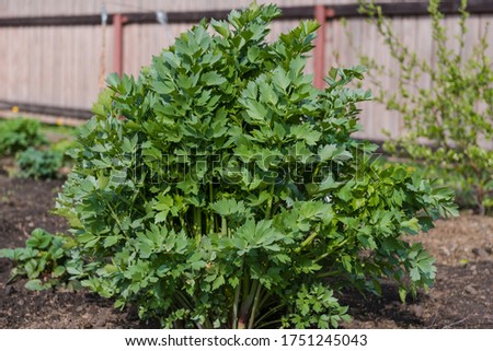 Spice lovage. Spice grows in the garden. Royalty-Free Stock Photo #1751245043