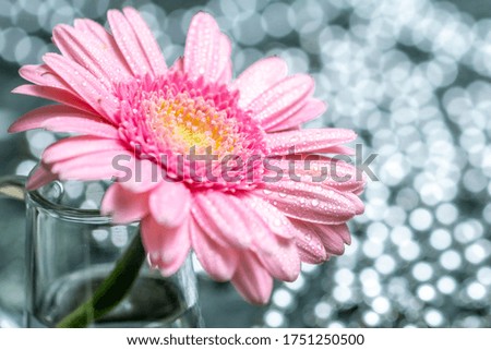 Gerbera flower macro close up shot