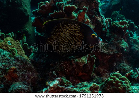 A French Angelfish cruises the reef in Bonaire, Netherlands. The scientific name is Pomacanthus paru. 