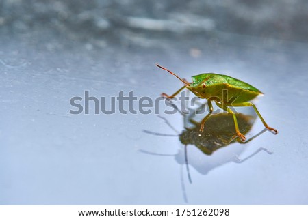 field bedbug sits on the glass