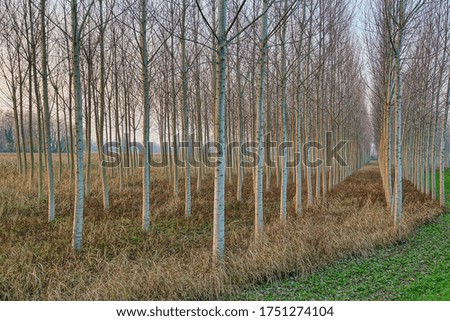 trees in forest, photo picture digital image