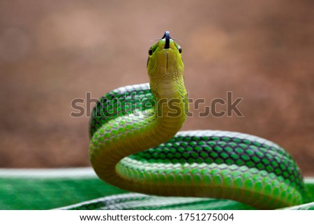 Head of Gonyosoma snake, Green gonyosoma snake looking around "Gonyosoma oxycephalum"
