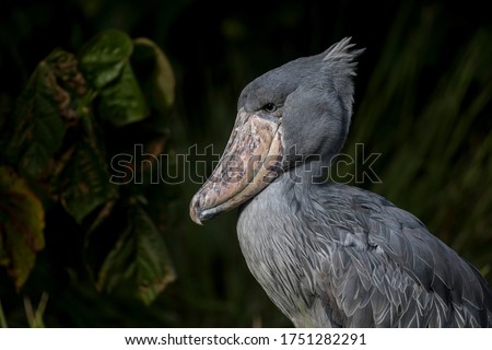 Shoebill, also known as whalehead, is a whale-headed stork. This picture features its iconic shoe-billed head. The showbill can looks at the lake for a long period of time without moving.