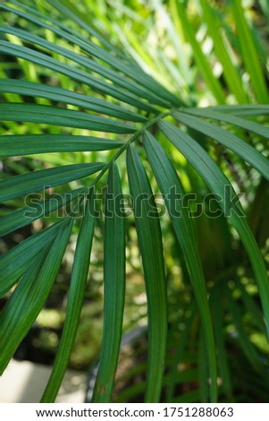 A picture of closed-up tropical palm leaf outdoor