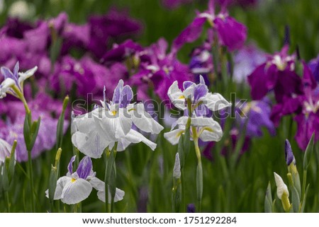 Colorful iris flowers, Katsushika-city, Tokyo, Japan