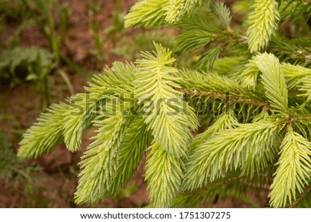 Large light green young shoots of common spruce, Picea abies, with dewdrops, morning
