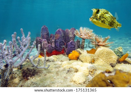 Colorful underwater marine life with a scrawled cowfish