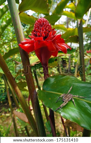 Torch ginger flower with wandering spider on a leaf, Caribbean, Costa Rica