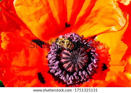 bees pollinate poppy flowers in the garden on a Sunny morning