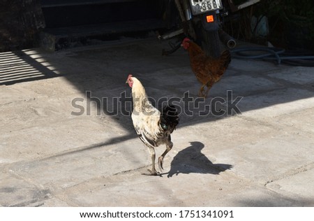 The free spirited chickens on the street in Da Nang Vietnam 