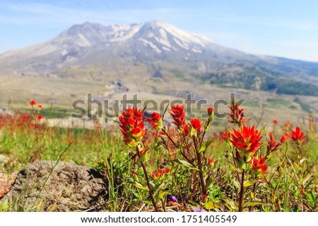 Beautiful red flowers with blured snowy Mount St. Hellen on the background