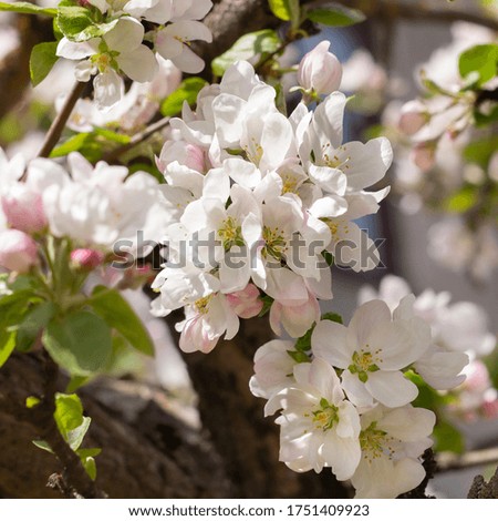 Blossom of trees in the garden. Flowers of apple tree. Awakening nature. Sunny day. Close up