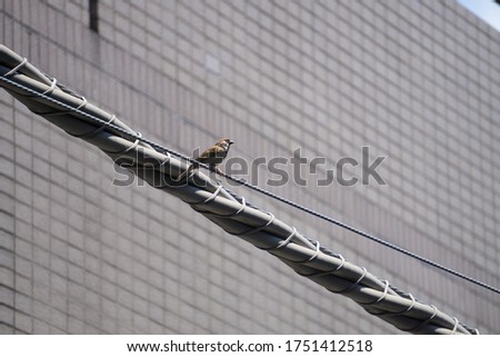 Two sparrows on the electric wire, Japan