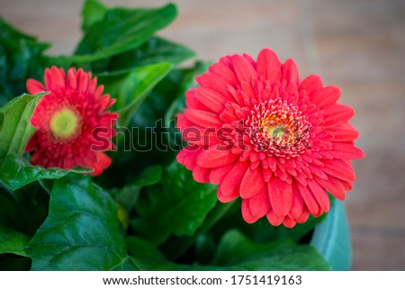 Red vivid gerbera (daisy) flower with yellow / green center Royalty-Free Stock Photo #1751419163