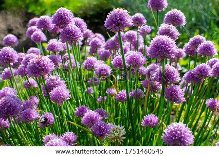 Purple / violet chives flower with fresh grass  in a spring garden Royalty-Free Stock Photo #1751460545