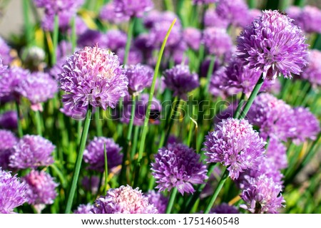 Purple / violet chives flower with fresh grass  in a spring garden Royalty-Free Stock Photo #1751460548