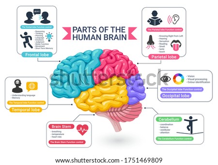 Functional areas of the human brain diagram vector illustrations.