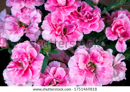Beautiful pink vivid carnation  / clove pink (Dianthus caryophyllus) in a flower pot in spring garden  Royalty-Free Stock Photo #1751469818