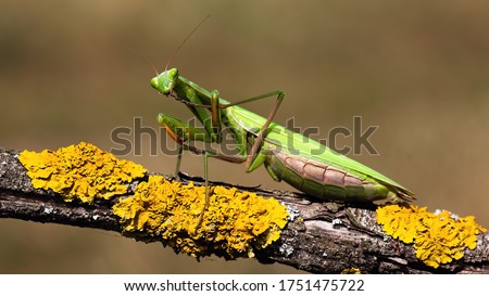 European mantis, mantis religiosa, standing on a branch with yellow moss and looking into camera in summer at sunset. Animal wildlife in nature. Green insect with antennas from side view. Royalty-Free Stock Photo #1751475722