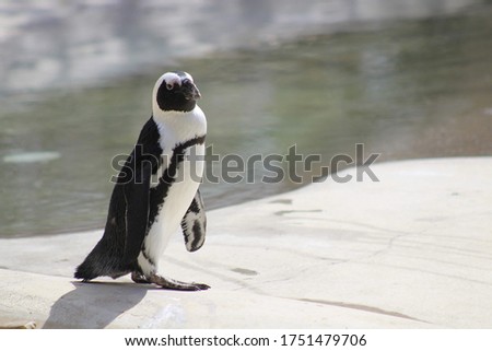 A lovely picture of a penguin giving me "the look"